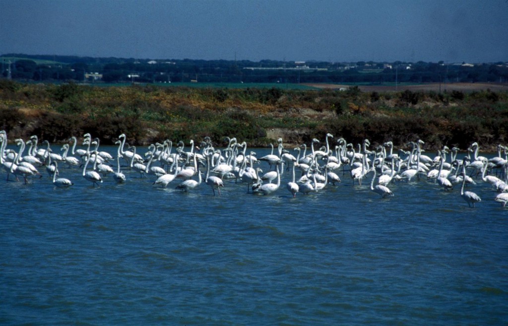 ParquenaturalBahiadeCádiz