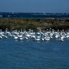 Cádiz, como paraíso medioambiental.