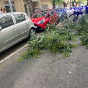 Cs pregunta al equipo de gobierno qué iniciativas urgentes se van a tomar para la prevención de caídas de árboles